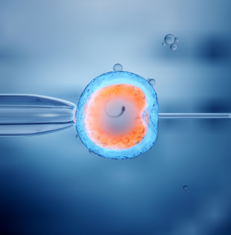 What Happens During an IVF Cycle?